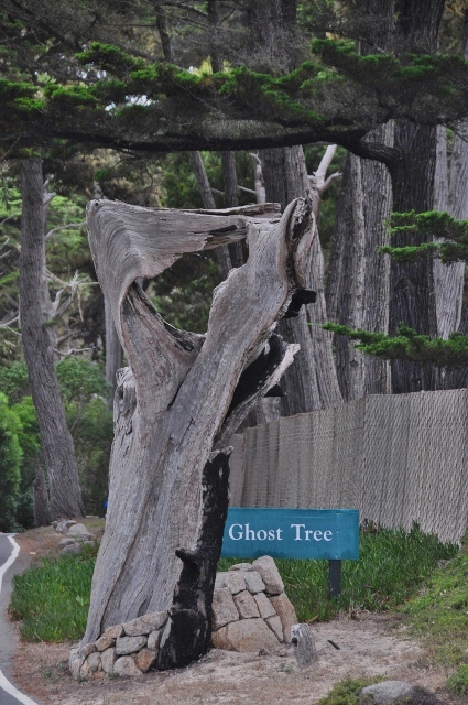 Ghost Tree